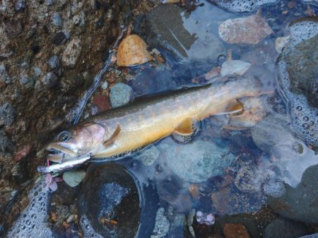 ダートマジックで尺イワナ ～九頭竜川水系～…